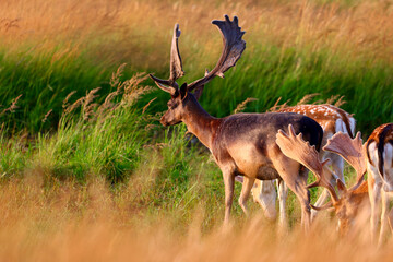 Deer in The Amsterdamse Waterleidingduinen in Duizendmeterweg, Bentveld. Sand-dune nature reserve with a trail network, visitor center and habitat for foxes and fallow deer. Bentveld, Netherlands. 