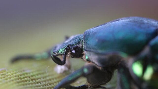June bug, green bug ultra macro view, extreme close up, Green beetle, beetle head movement, Cotinis nitida insect	