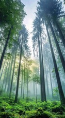 Naklejka premium A misty forest in the early morning, with tall trees and soft light filtering through the fog, creating a mystical and serene natural environment