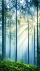 Fototapeta premium A misty forest in the early morning, with tall trees and soft light filtering through the fog, creating a mystical and serene natural environment