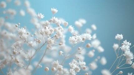 Gypsophila dry little white flowers light macro, Bright color, realistic