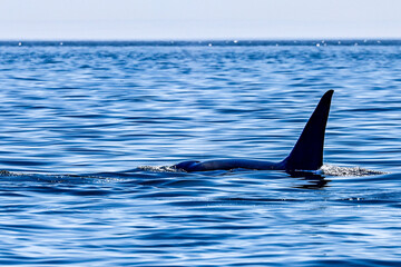 Fototapeta premium Killerwale vor Vancouver Island