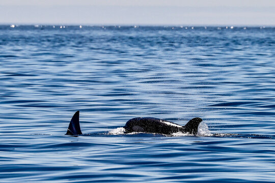 Killerwale vor Vancouver Island