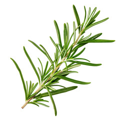 Fototapeta premium A sprig of fresh rosemary isolated on a transparent background 