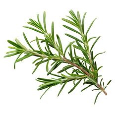 Fototapeta premium A sprig of fresh rosemary isolated on a transparent background 