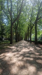 footpath in the park