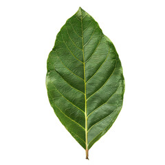 Obraz premium Top view of a single bay leaf with deep green color and textured veins, isolated on a transparent background 