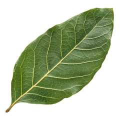 Top view of a single bay leaf with deep green color and textured veins, isolated on a transparent background 