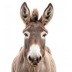 donkey on white background.