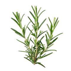 Fototapeta premium Top view of a single rosemary sprig with vibrant green leaves, isolated on a transparent background 