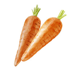 carrot isolated watercolour illustration on white background
