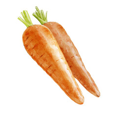 couple of carrots isolated watercolour illustration on white background