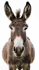 donkey on white background.