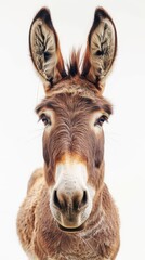 Obraz premium donkey on white background.
