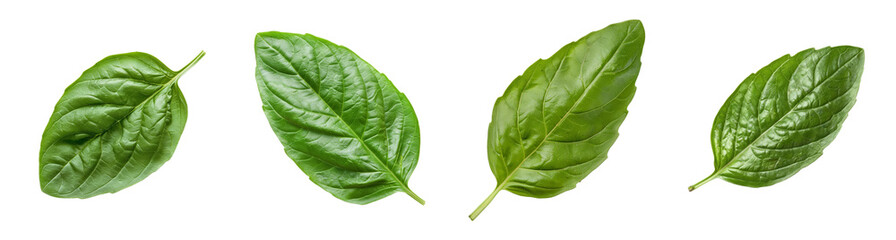 Fresh basil leaves on a transparent background, ideal for healthy cooking, herbal remedies, and summer recipes
