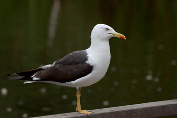 Lesser black-backed gull