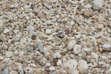 photo of the texture of beach sand, coral rocks and sea shells.