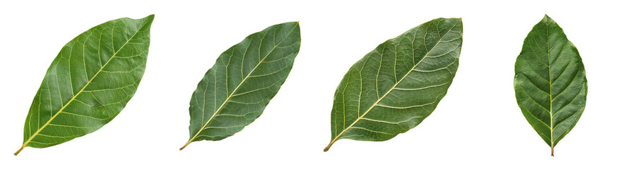 Obraz premium Four vibrant green bay leaves isolated on a transparent background, symbolizing natural healing and culinary use in Mediterranean cuisine