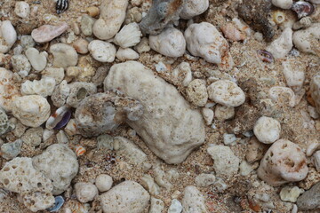 photo of the texture of beach sand, coral rocks and sea shells.