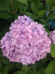 summer, flora, flowers