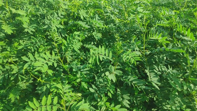 Gliricidia sepium leaves spreading greenery.