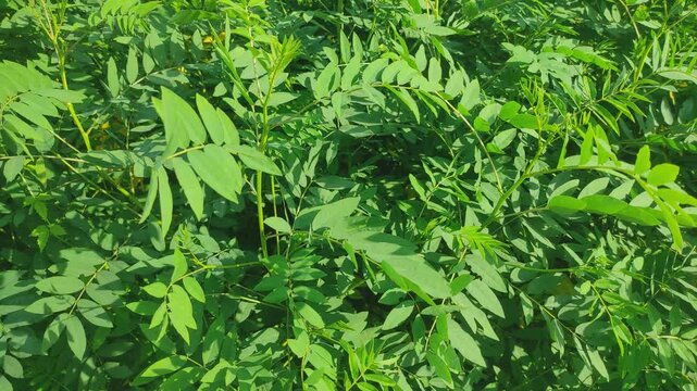 Gliricidia sepium leaves spreading greenery.