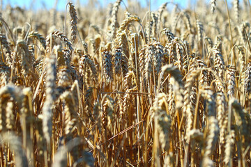 Fototapeta premium Golden wheat field and sunny day. Ears of wheat or rye ready to be harvested, close-up against the light. Blue sky, white clouds. Concept idea of bountiful harvest, world food crisis.
