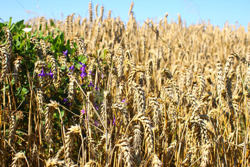 Golden wheat field and sunny day. Ears of wheat or rye ready to be harvested, close-up against the light. Blue sky, white clouds. Concept idea of bountiful harvest, world food crisis.