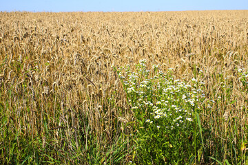 Golden wheat field and sunny day. Ears of wheat or rye ready to be harvested, close-up against the light. Blue sky, white clouds. Concept idea of bountiful harvest, world food crisis.