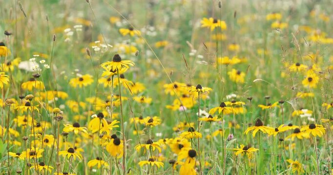 field of  yellow flowers,rudbeckia or gloriosa daisy swaying in a wind,wild flowers field.