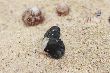 photo of the texture of beach sand, coral rocks and sea shells
