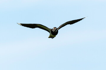Vanneau huppé,.Vanellus vanellus, Northern Lapwing