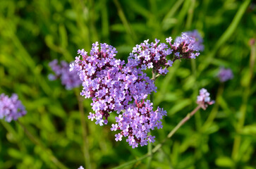 Obraz premium Verbena bonariensis, Verveine de Buenos Aires