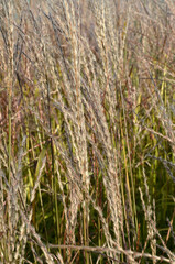Miscanthus sinensis 'Afrika' , Eulalie; graminée