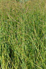 Panicum amarum , Panicum, Graminée