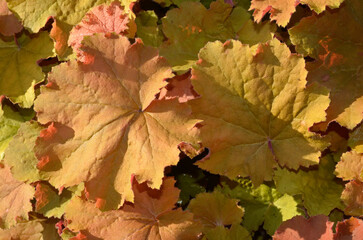Heuchera Ginger Ale,.Heuchère, Heuchera, Désespoir du peintre