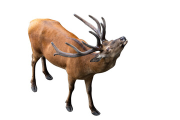 Red deer isolated on white