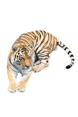 Amur tiger
