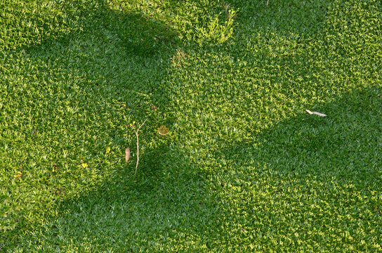 Azorella trifurcata, Azorelle, coussin des andes