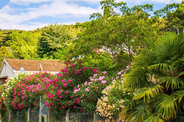 island houses in the garden with flowers