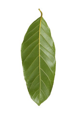 Obraz premium Back of oval green leaf background for design in your work nature concept, with transparent image.