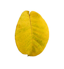 Naklejka premium Front of the yellow leaf for design in your work nature concept, with transparent image.