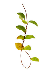 The vine has yellow leaves with transparent image, with transparent image.