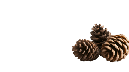 Pine cones with copy space for text isolated on transparent background