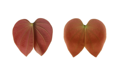 Back and front of Young of  purpurea leaf, a leaf that looks like a butterfly, with transparent image.