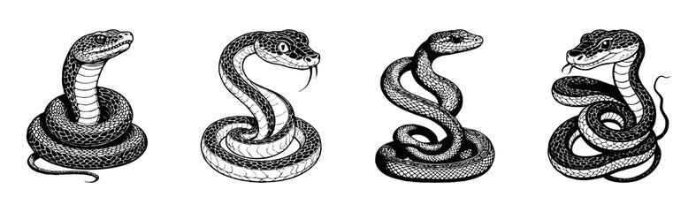 Fototapeta premium Snake . Black and white illustration. Pattern for tattoos, for use in graphics.