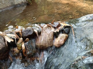 spider on a log