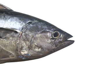 Head of the striped fish, with transparent image of PNG.
