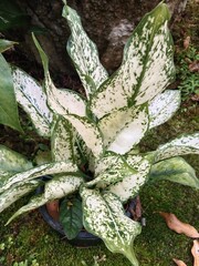 leaves on the ground