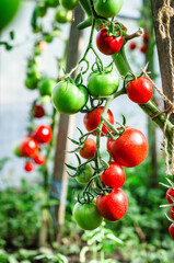 Close up of red and green tomatoes on branch in greenhouse
